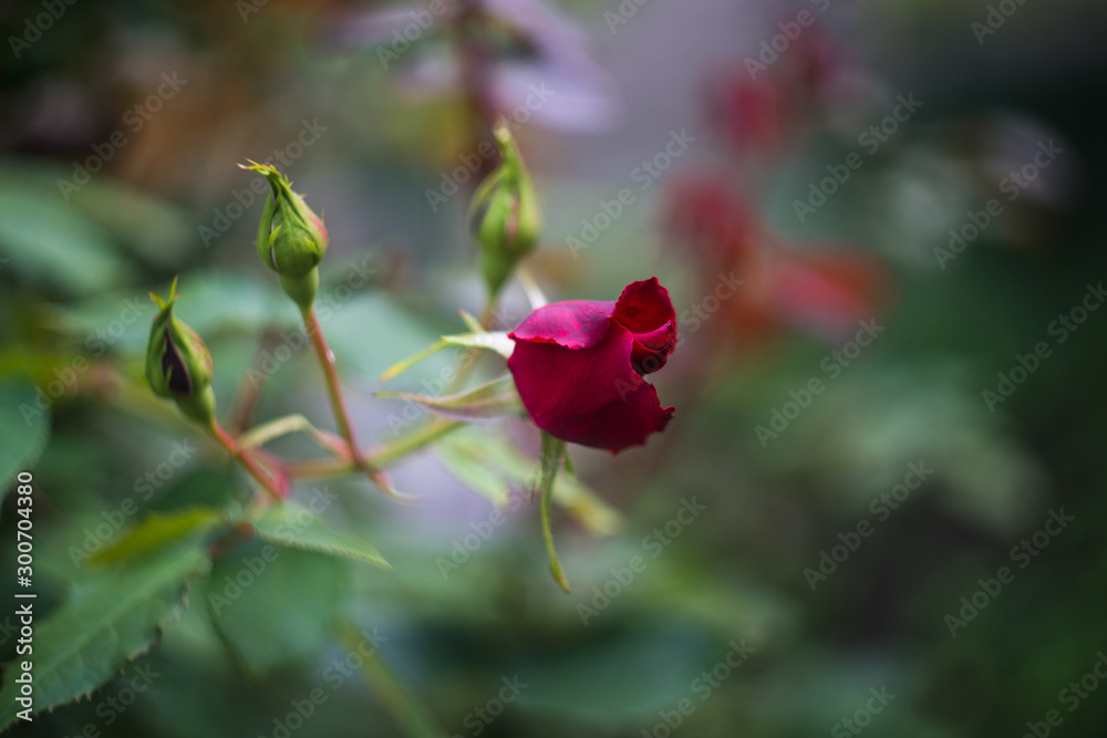 rose buds in the garden, close up rose buds in the garden, close up