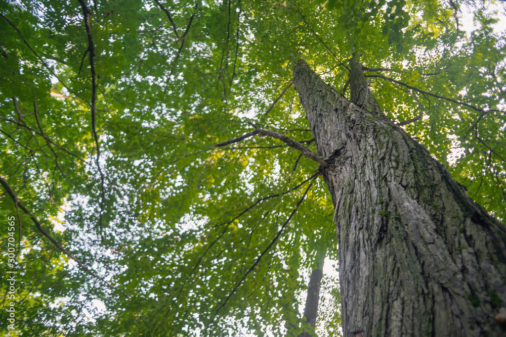 Fototapeta premium large trees in a forest with lush green foliage, view from below