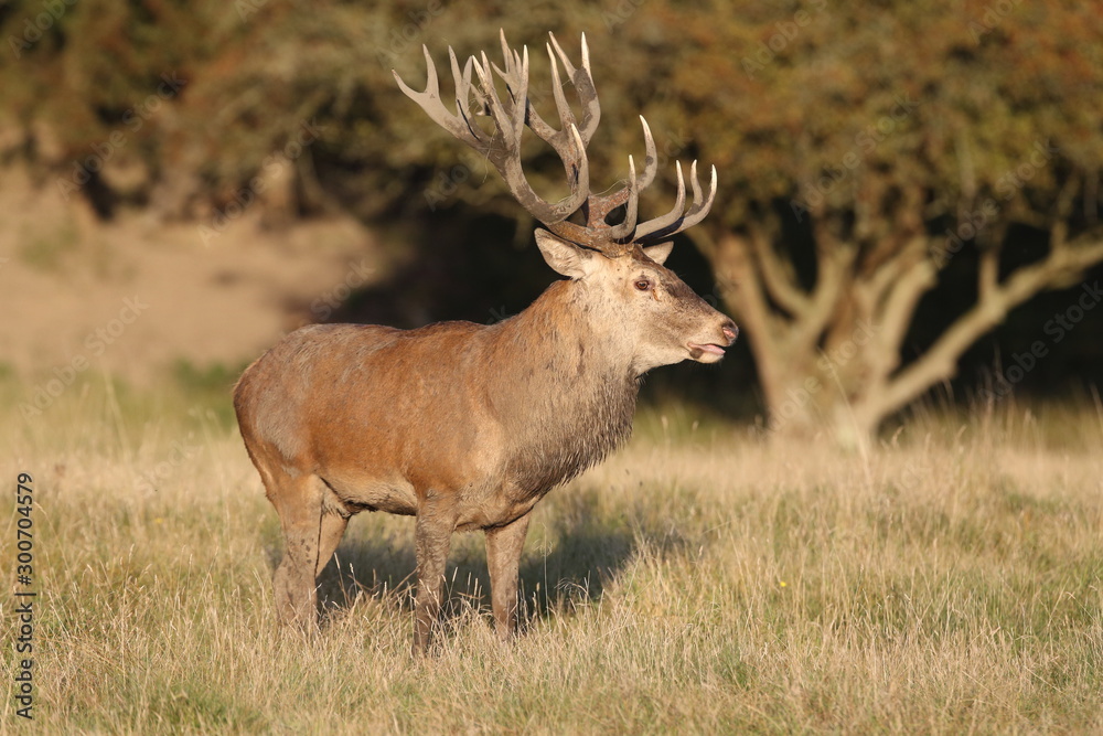 Red deer - Rutting season Red deer - Rutting season