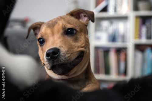 Staffordshire bull terrier puppy with a funny face. Dog, pet and animal consepts. photo