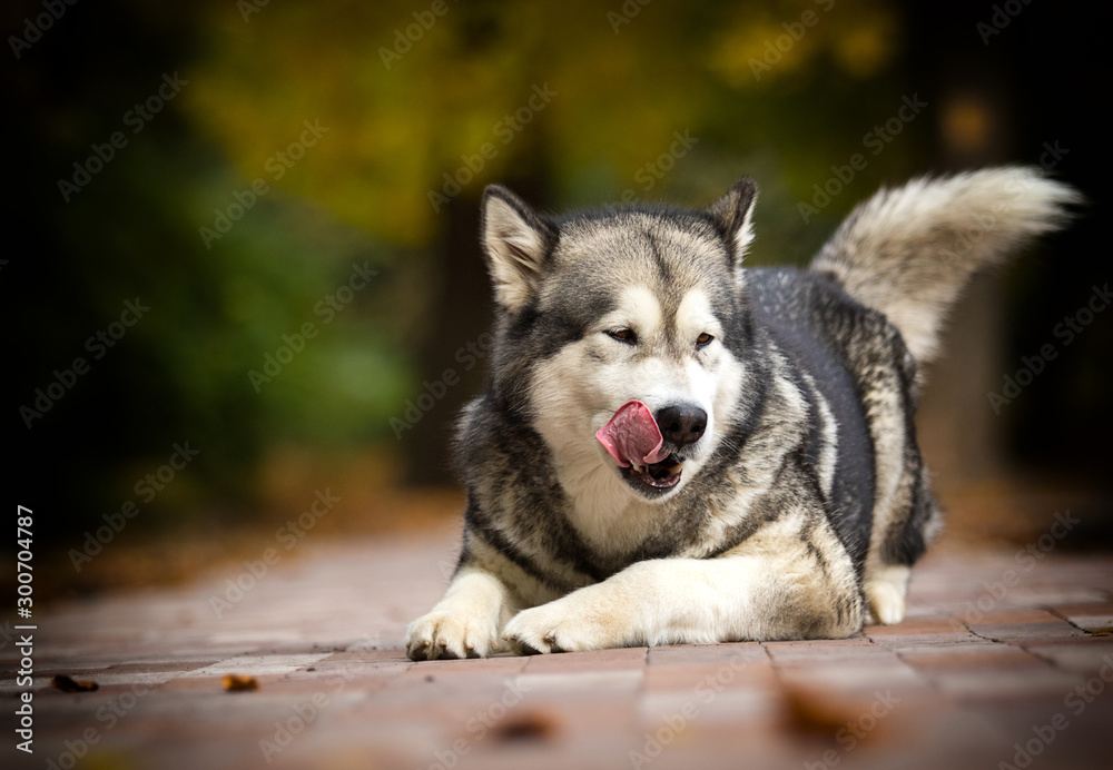 autumn dog breed Alaskan Malamute