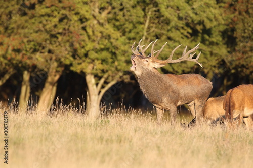 Red deer - Rutting season