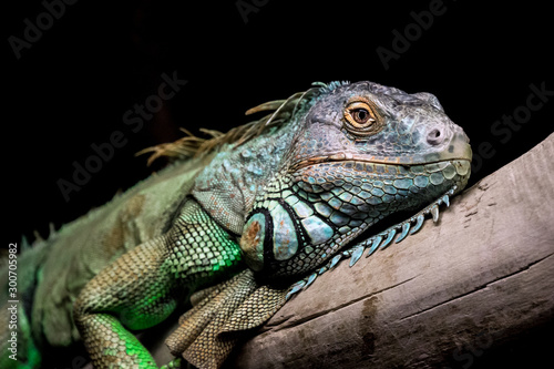 Iguana relaxing on a old stump with black background. Closeup  reptile and macro concept.