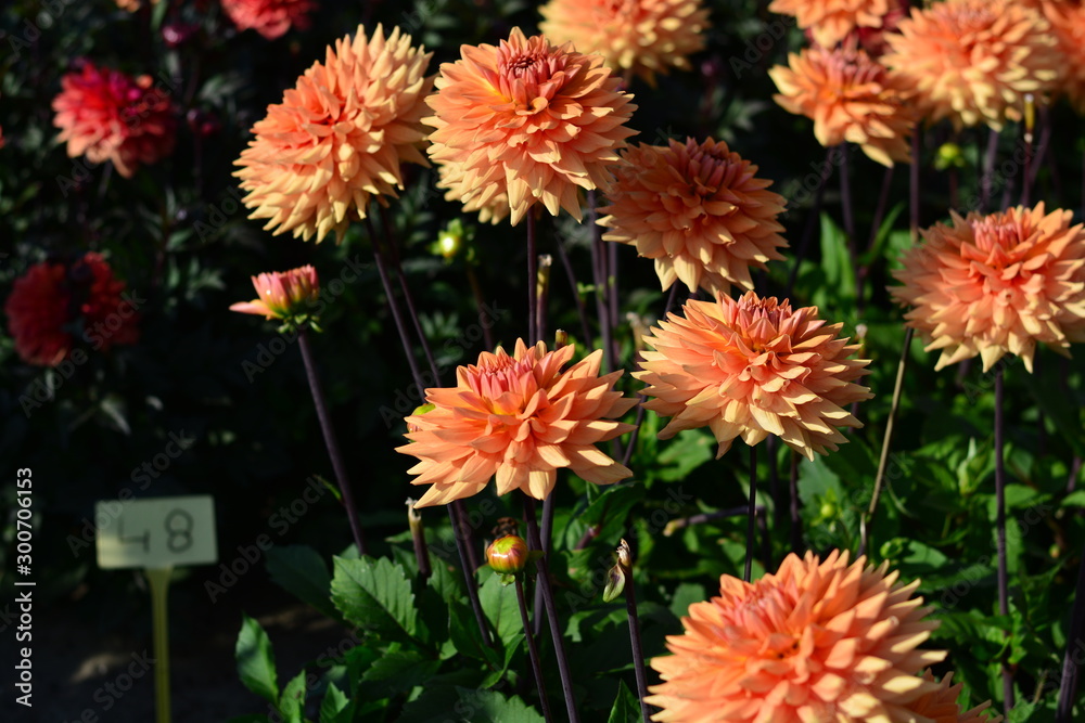 Orange Dahlia flower in a field of flowers Orange Dahlia flower in a field of flowers