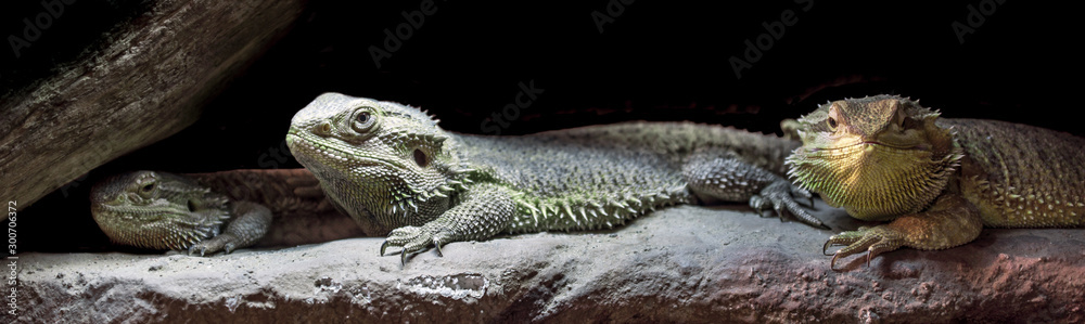 Obraz premium Panorama of three bearded dragons relaxing under the sun on a rock.