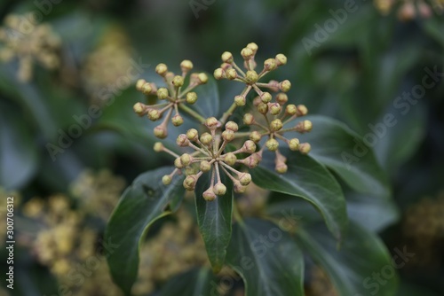 Hedera rhombea (Japanese ivy) flowers / Hedera rhombea is a vine evergreen tree that grows around rocks and trees, with yellow-green florets in late autumn.