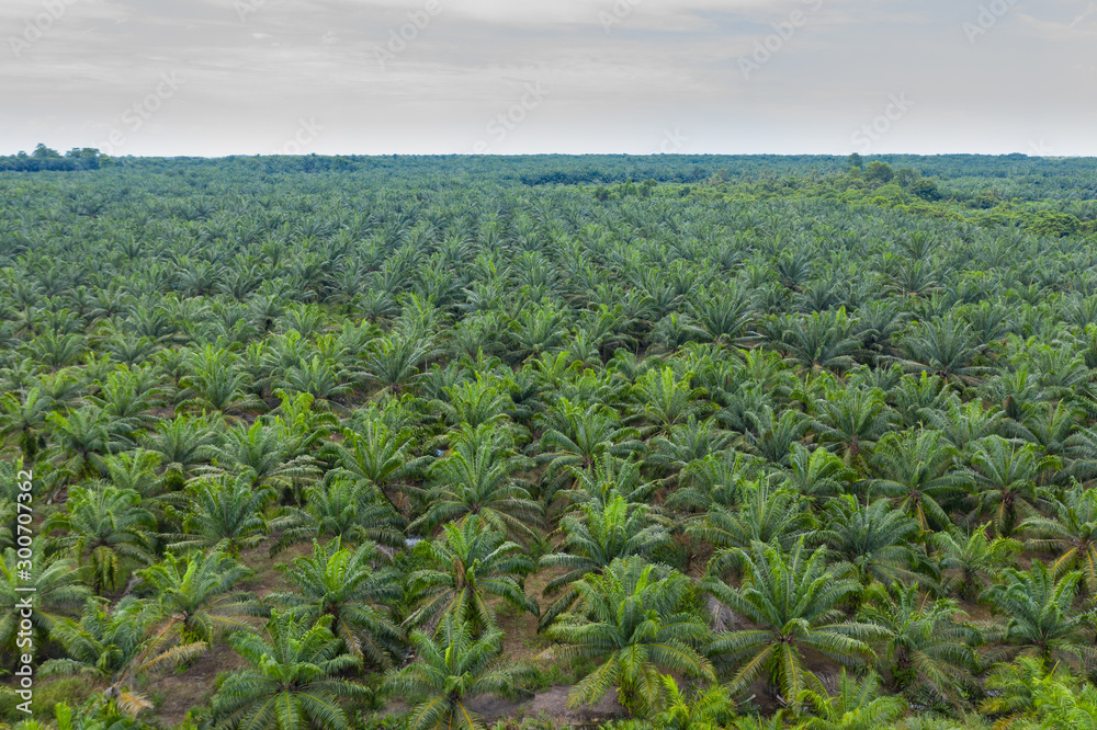 Aerial view of beautiful pattern palm oil plantation in Asia. Agricultural background