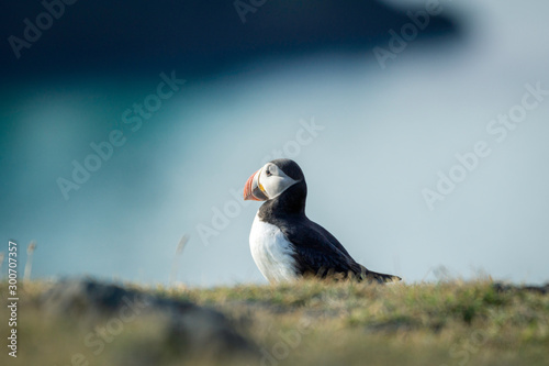 Puffin portrait in the grass with blurry background of the blue sea. Bird  birding  wildlife  animal  iceland  travel concept.