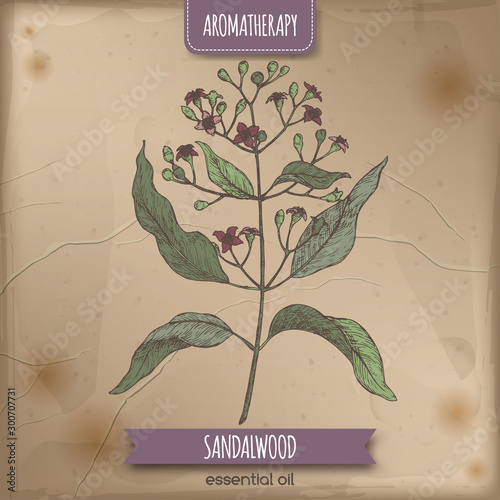 Indian sandalwood aka Santalum album color sketch on vintage background.
