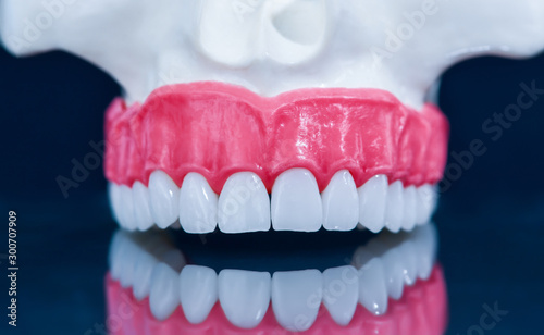 Upper human jaw model with a reflection on the glass
