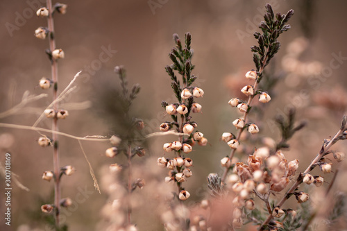 flowers in spring