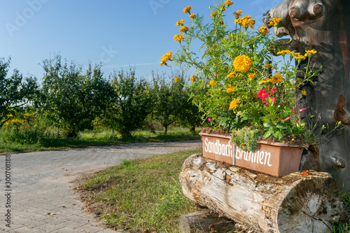 Obstbäume auf dem Feld photo