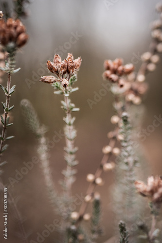 flowers in garden