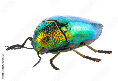 Metallic Wood Boring Beetle on white background