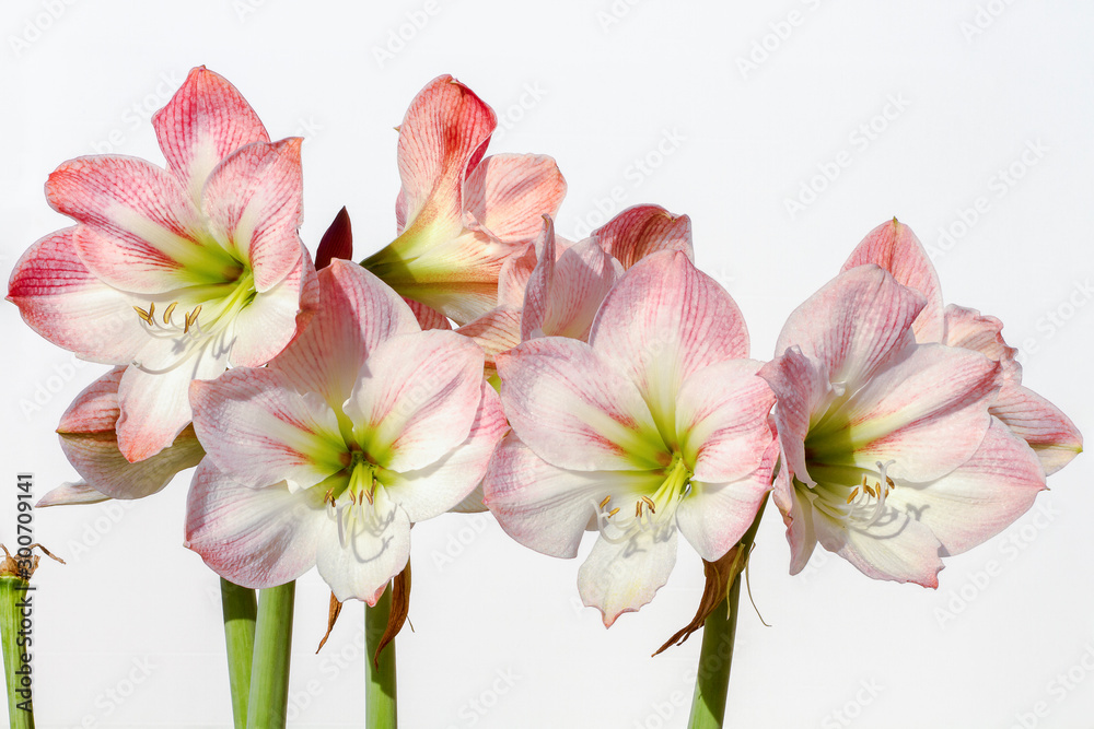 Naklejka premium Amaryllis Flower against white background