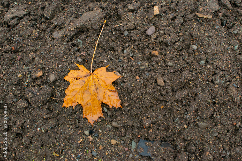 Autumn yellow maple leaf as a symbol of October. Autumn yellow maple leaf as a symbol of October.
