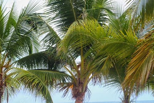 palm trees on a background of blue sky