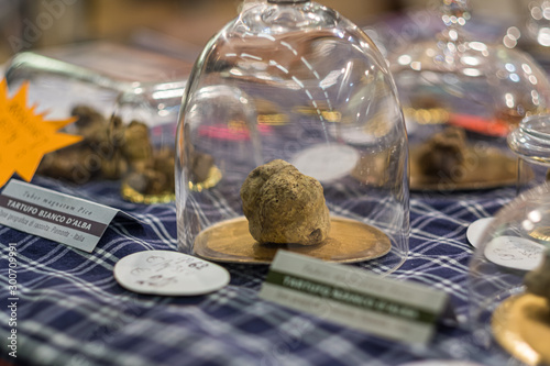 Bild auf Leinwand A white truffle of Alba on display
