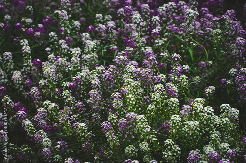 Fototapeta Naklejka Na Ścianę i Meble -  purple flowers in the garden