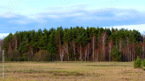 landscape with trees and blue sky