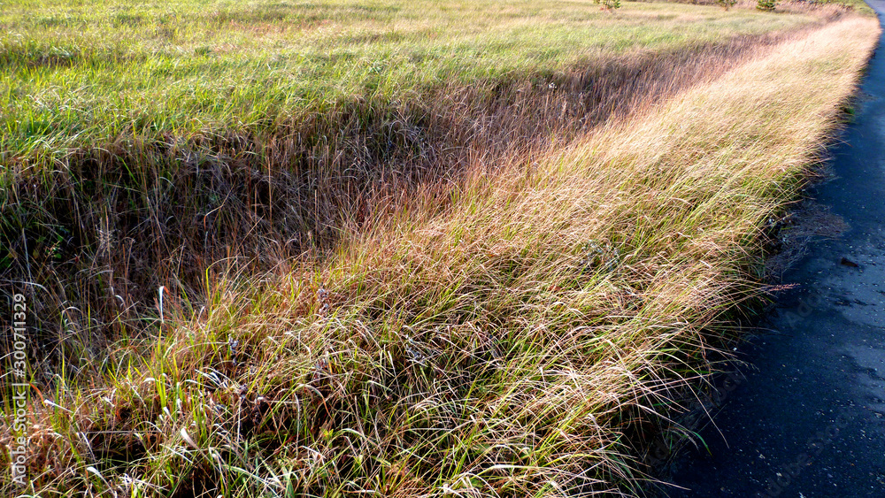 grass on the beach