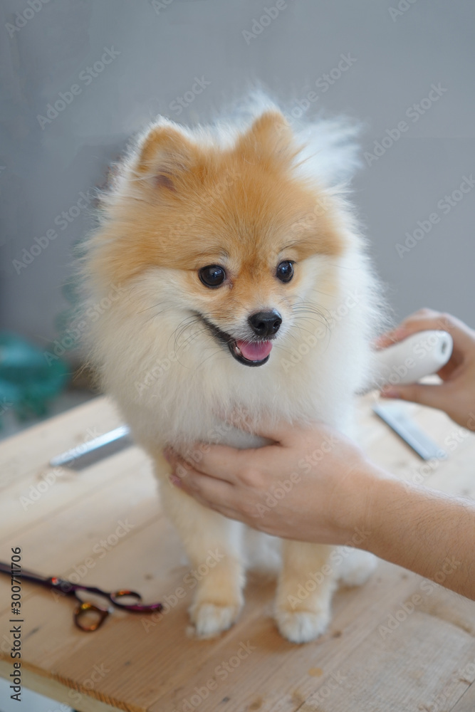 Obraz premium Home pet grooming, a pet owner trying to cut the hair of his pet or pomeranian dog with a cordless hair clipper that sitting on a center of the wooden table