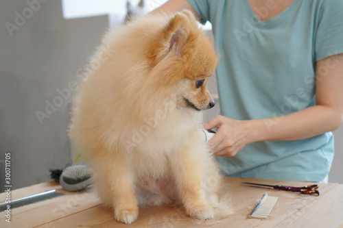 Home pet grooming, a pet owner trying to cut the hair of her pet or pomeranian dog with a cordless hair clipper that sitting on a center of the wooden table