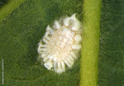 Obraz na plátně Egyptian cottony cushion scale, Icerya aegyptiaca (Hemiptera: Monophlebidae), is