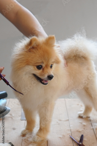 Home pet grooming, a pet owner trying to cut the hair of his pet or pomeranian dog with curved scissors that standing on a center of the wooden table
