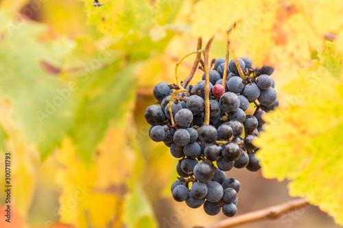 Red vineyards in the appellation of origin The valleys of Benavente in Zamora (Spain)