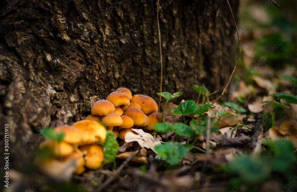 mushrooms in forest mushrooms in forest