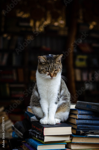 cat in front of the wall