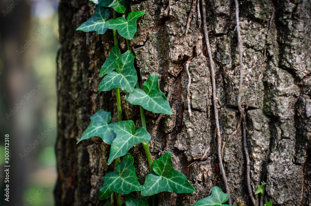 trunk of tree with green leaves