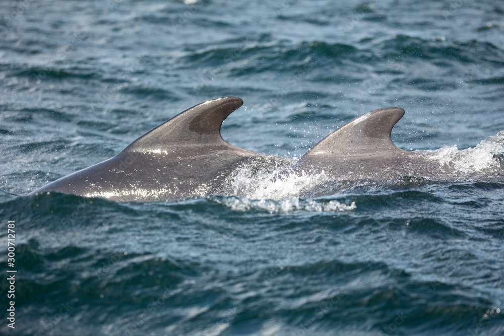 Fototapeta premium Long-finned Pilot Whales