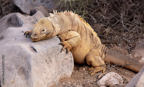 Land Iguana