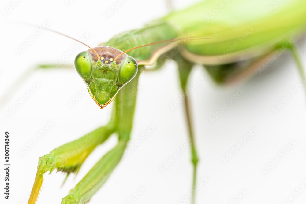 Observing religious mantis Observing religious mantis