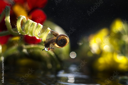 Funny snail on a curl upside down