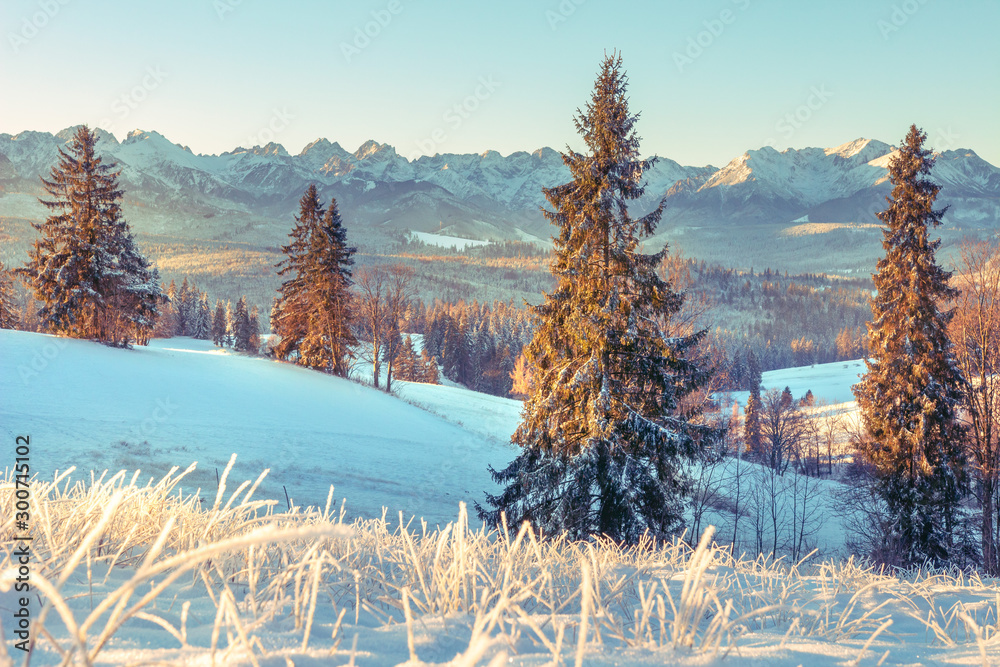 Winter nature in Tatra, Zakopane, Poland. Snowy Christmas trees on mountains valley in sunny morning. Scenery winter
