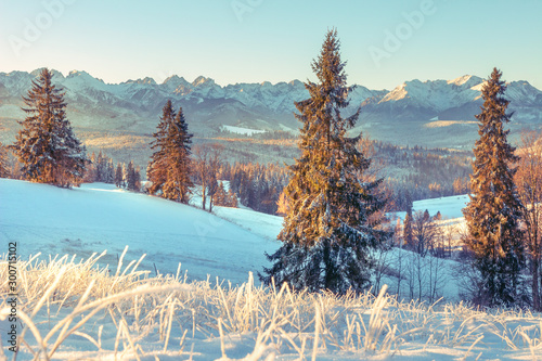 Obraz na płótnie Winter nature in Tatra, Zakopane, Poland. Snowy Christmas trees on mountains valley in sunny morning. Scenery winter w salonie