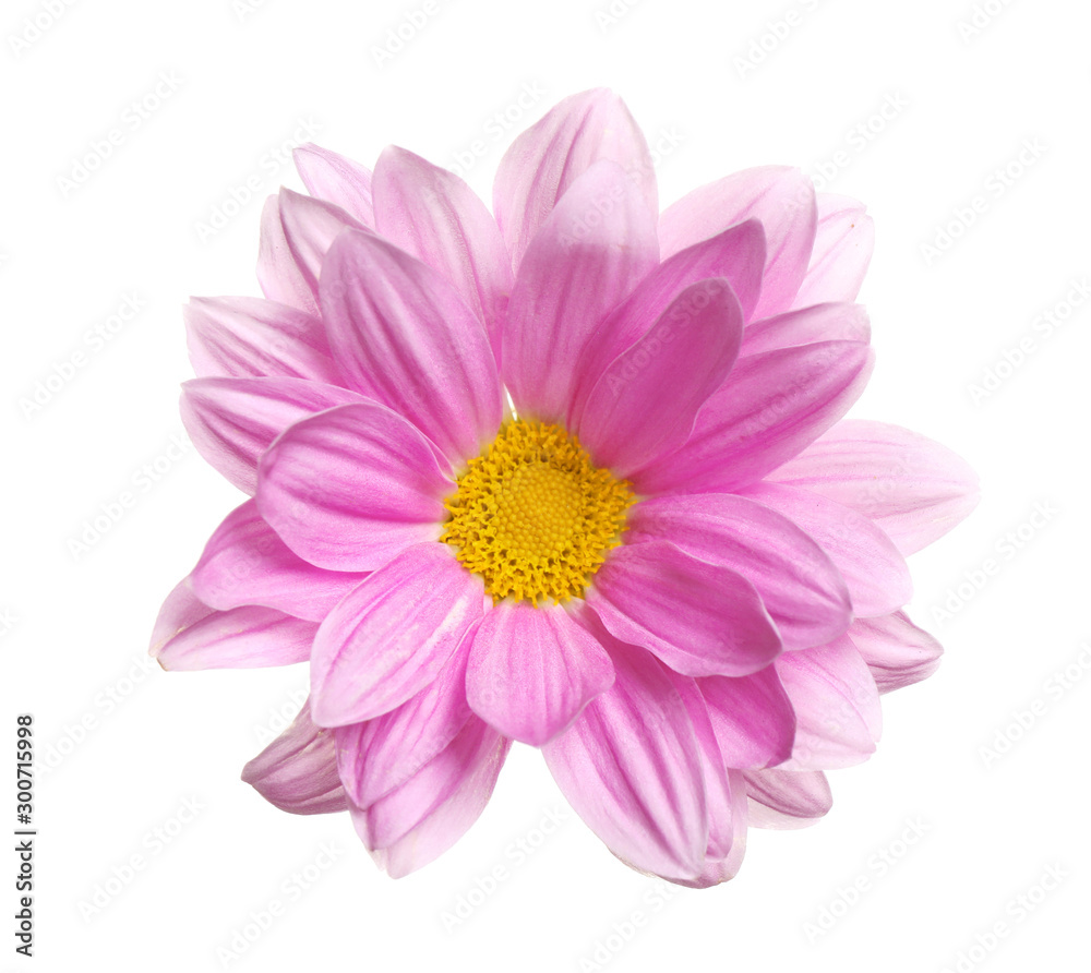 Beautiful pink chamomile flower on white background