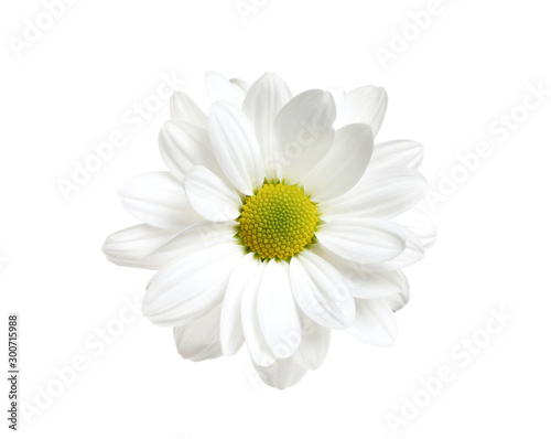 Beautiful fresh chamomile flower on white background © New Africa