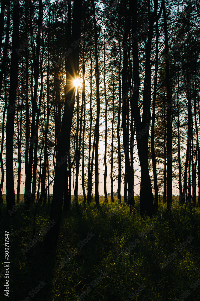 Fototapeta premium Forest Altai