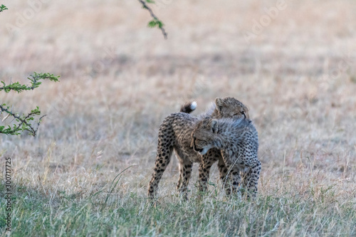 Cheetah cubs playing with each other under bush in Maasai Mara national reserve Kenya