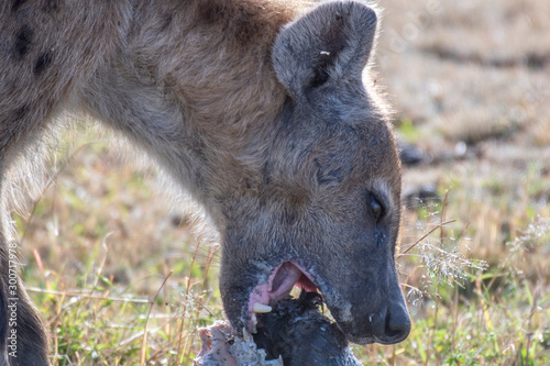 Lonely hyena spotted separated from its group eating Wildebeest head in Maasai Mara reserve 