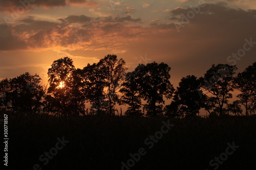 sun  sky and trees