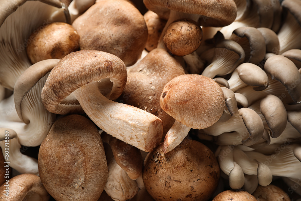 Different fresh wild mushrooms as background, closeup Different fresh wild mushrooms as background, closeup