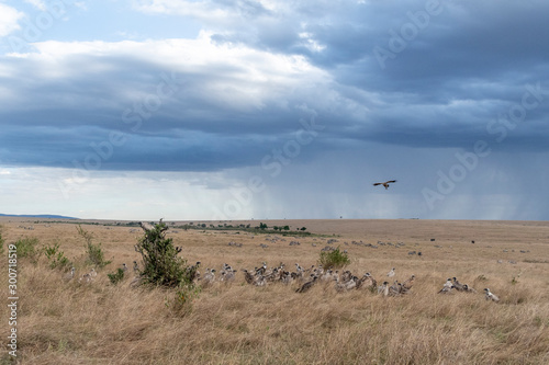 Vultures flying in and waiting to scavenge dead animal hunted by cheetah in Maasai Mara reserve