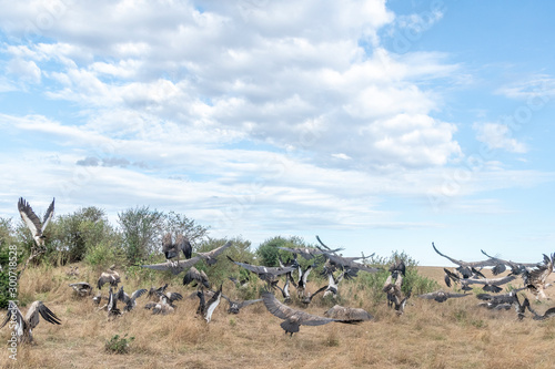 Vultures flying in and waiting to scavenge dead animal hunted by cheetah in Maasai Mara reserve