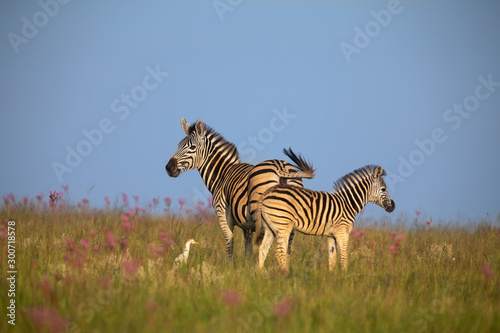Zebra mare and foal walking away over a ridge with an egret