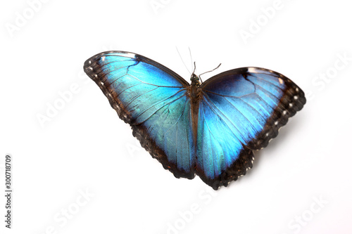 Beautiful Blue Morpho butterfly on white background